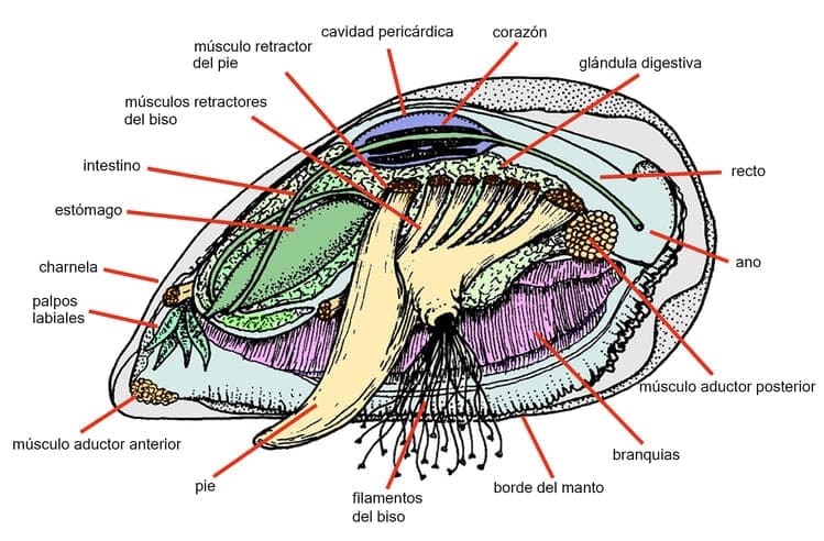 mejillon anatomia